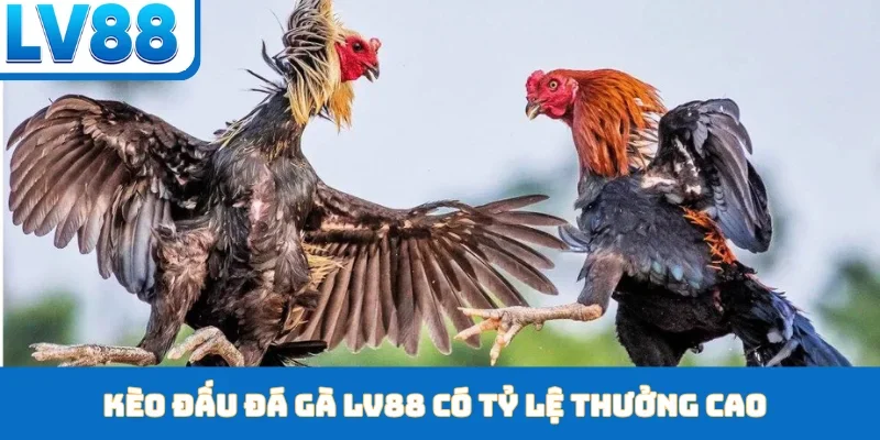 Kèo đấu đá gà LV88 có tỷ lệ thưởng cao